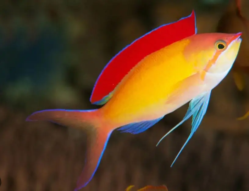 Male Dispar Anthias - Coral's Coral