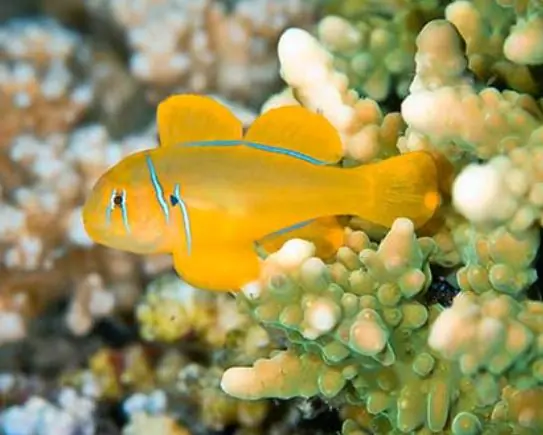 Live 6/18/26 Citron Clown Goby - Coral's Coral