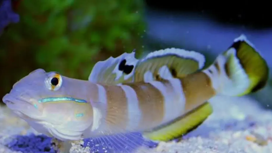 Watchman Tiger Wardi Goby - Coral's Coral