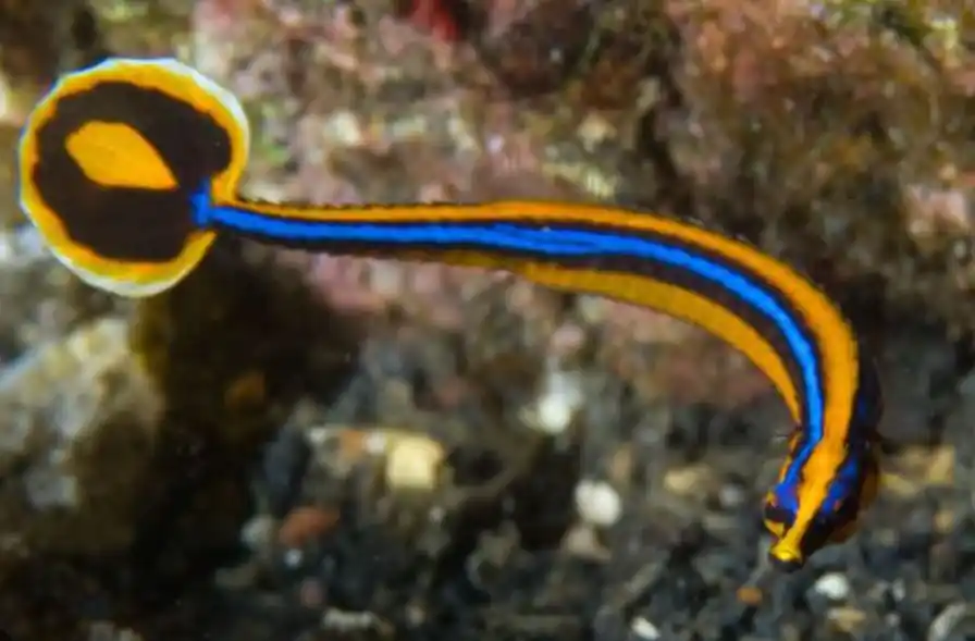 Bluestripe Pipefish - Coral's Coral
