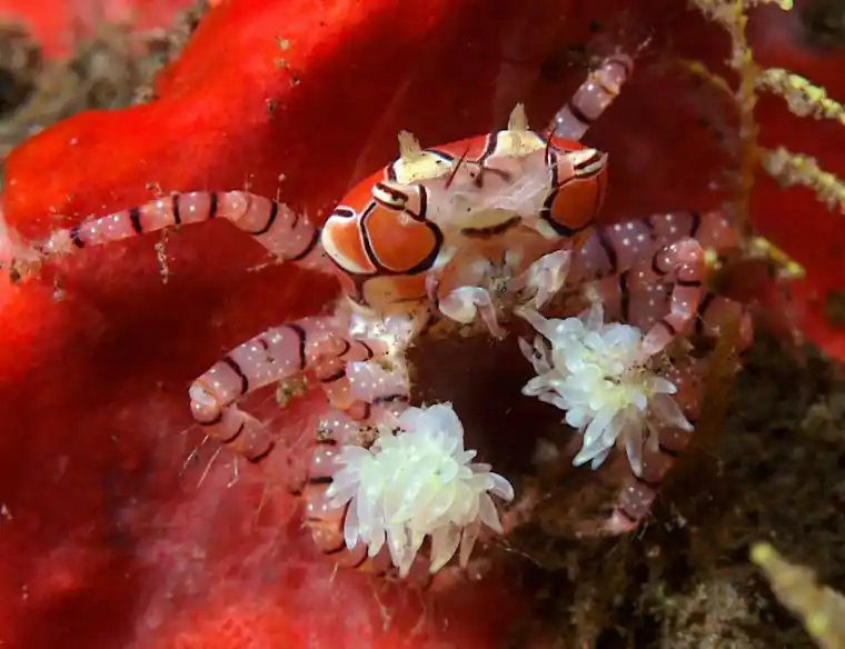 Pom Pom Crab - Coral's Coral