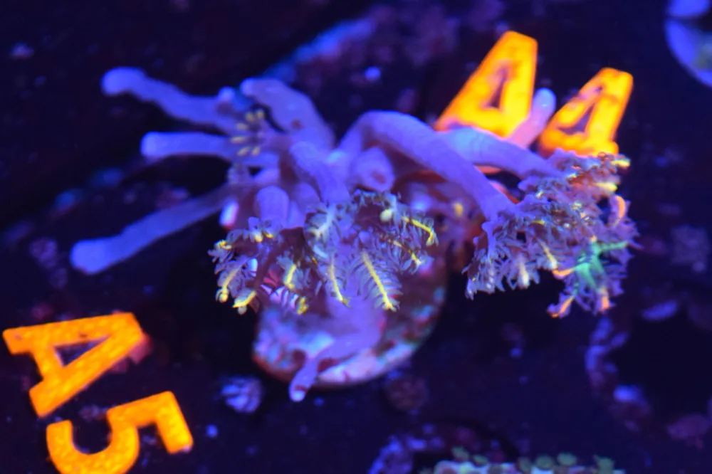 A5 6/3 Gold Cloves - Coral's Coral Live
