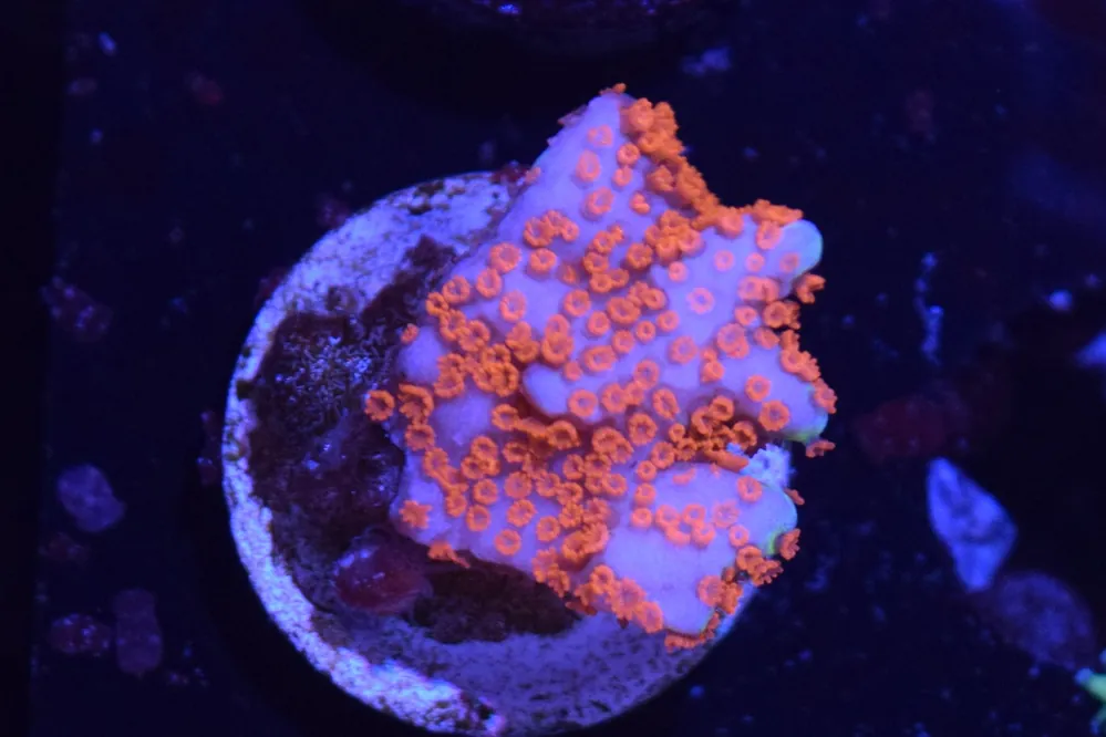 A6 6/3 Bubblegum Digi - Coral's Coral Live