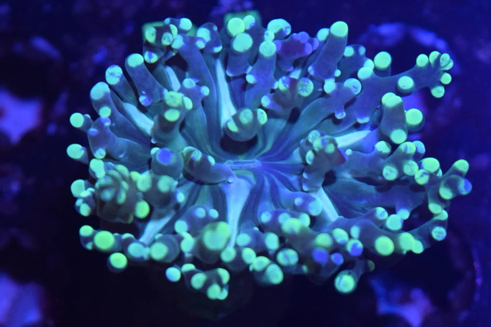 B2 6/3 Bi Color Frogspawn - Coral's Coral Live
