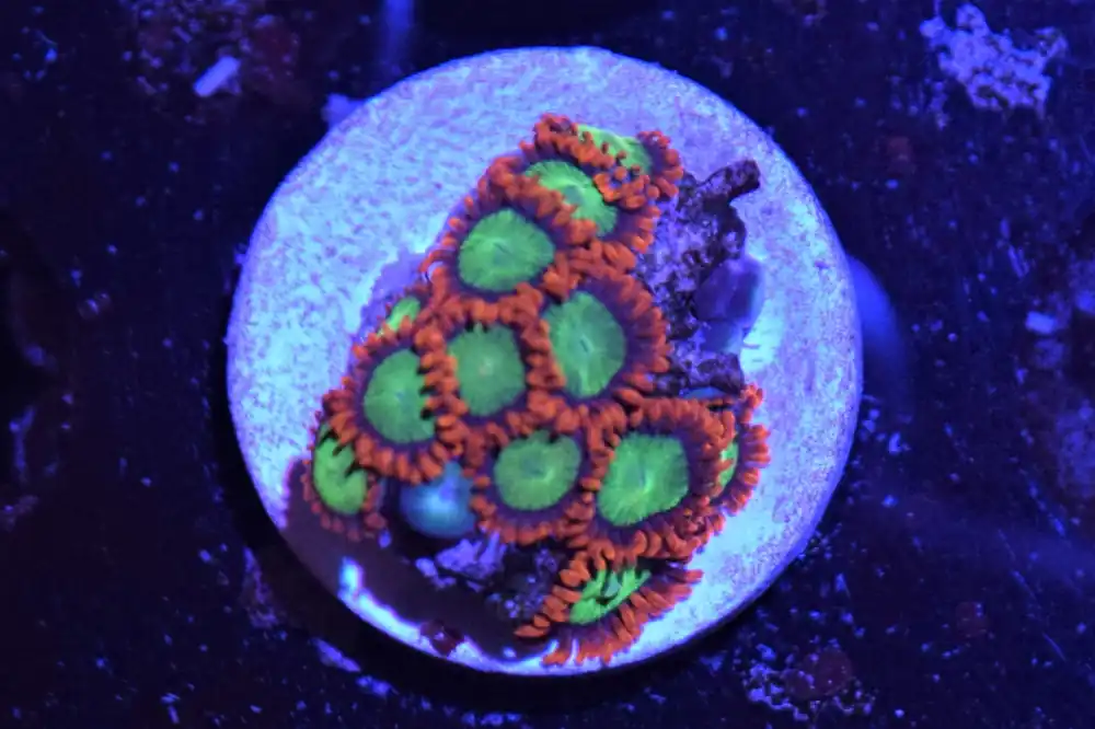 B3 6/3 Goblins On Fire Zoas - Coral's Coral Live