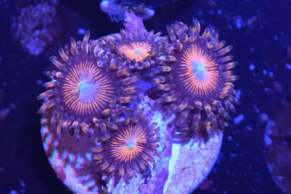 B4 6/3 Pink Flamingo Zoas - Coral's Coral Live