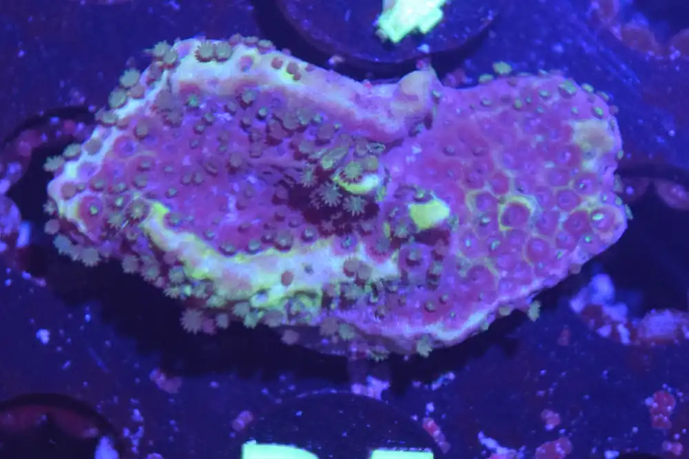 B5 6/3 Spongeodes - Coral's Coral Live