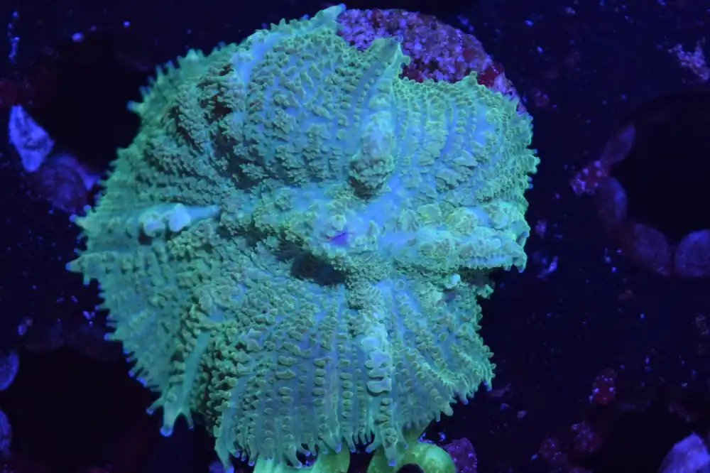 B6 6/3 Kryptonite Rhodactis - Coral's Coral Live