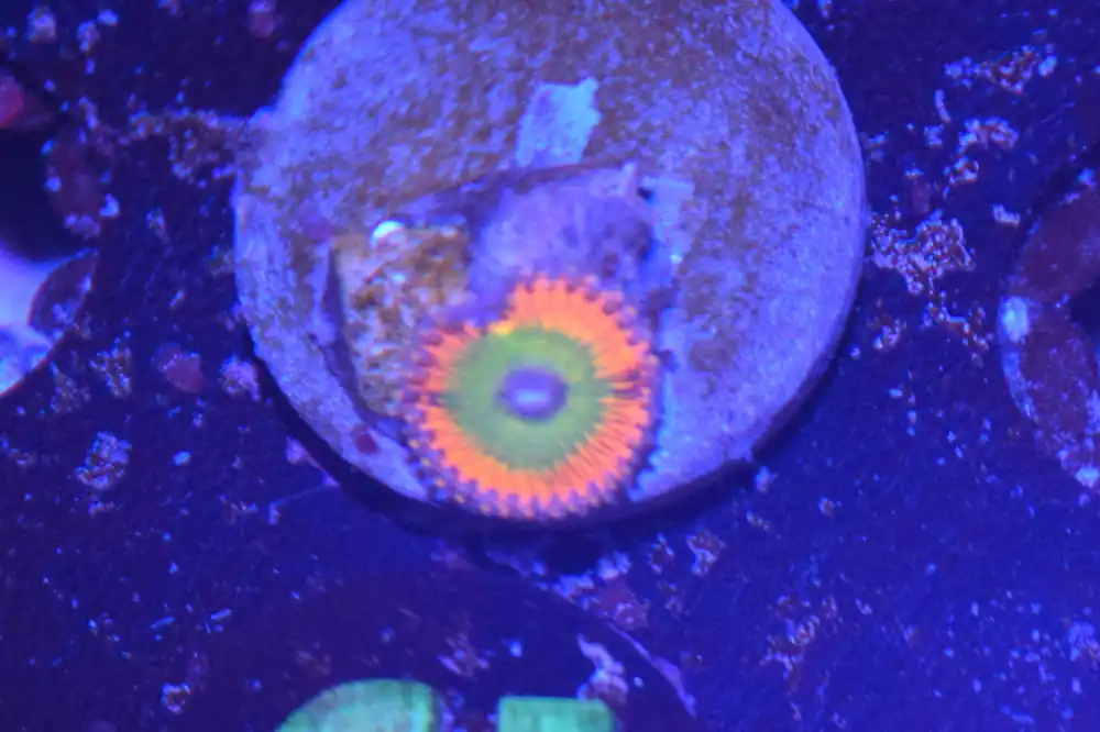 C1 6/3 Candy Apple Red Zoa - Coral's Coral Live