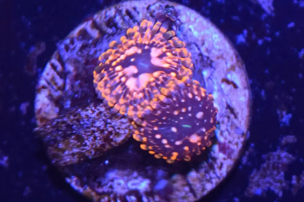 C4 6/3 Utter Chaos Zoas - Coral's Coral Live