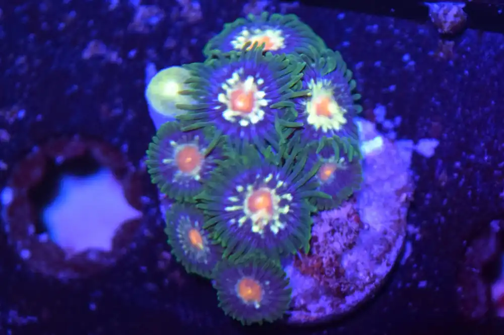 D1 6/3 Daisy Cutter Zoas - Coral's Coral Live