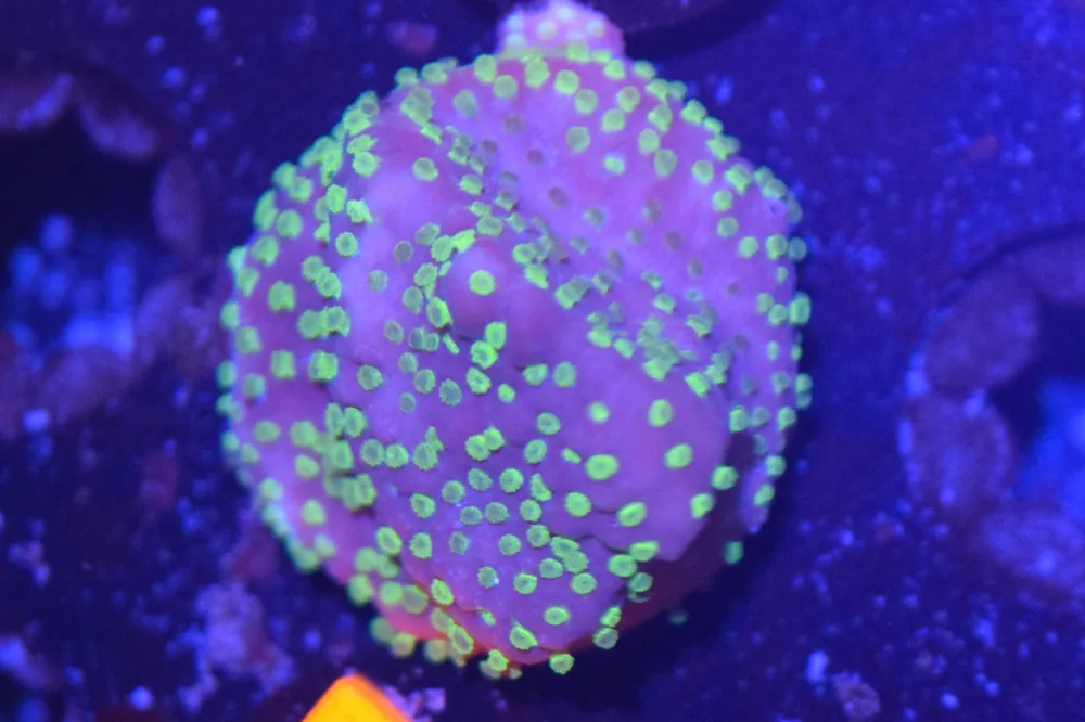 D2 6/3 Sunset Monti - Coral's Coral Live