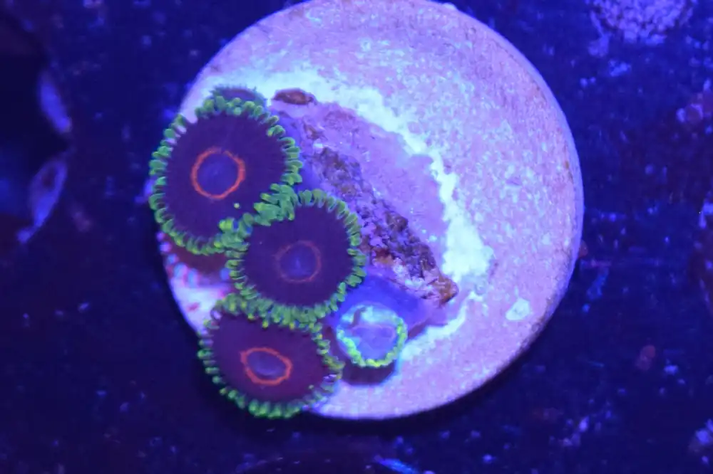 D3 6/3 Purple Hearts Zoas - Coral's Coral Live