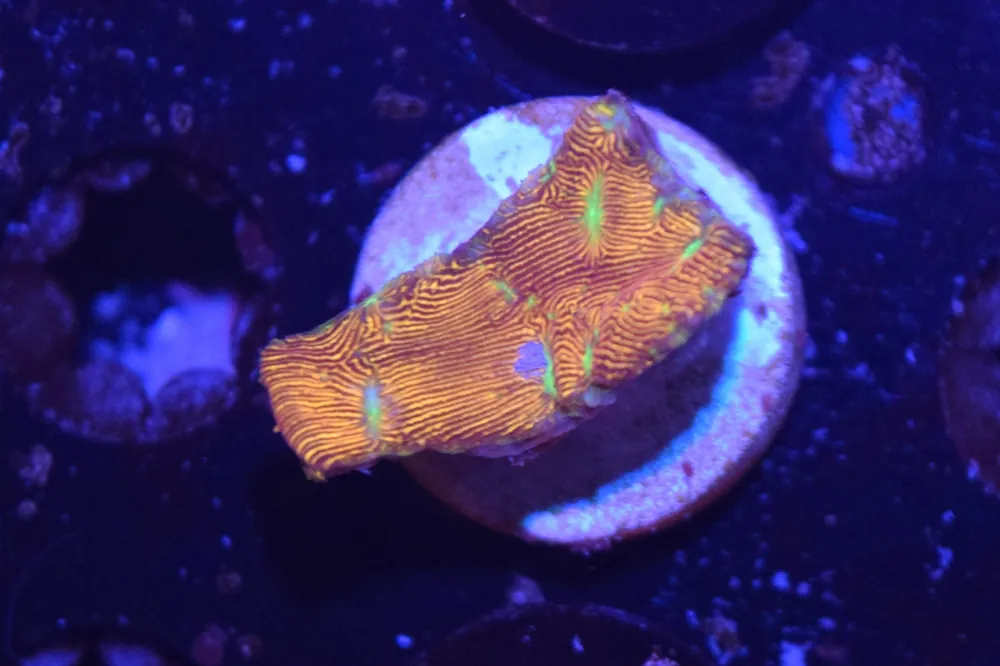D4 6/3 Jack O Lantern Leptoseris - Coral's Coral Live