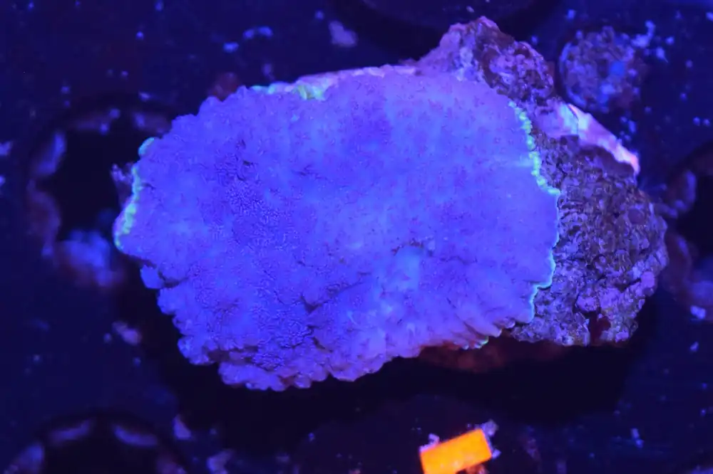 Blue/Purple Mushroom - Coral's Coral Live