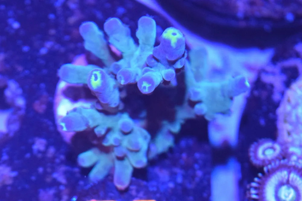 E1 6/3 Poletti Yellow Tip Acro - Coral's Coral Live