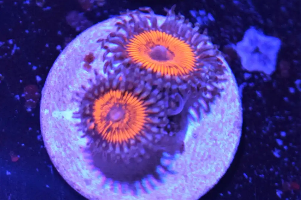 E2 6/3 Armor Of God Zoas - Coral's Coral Live