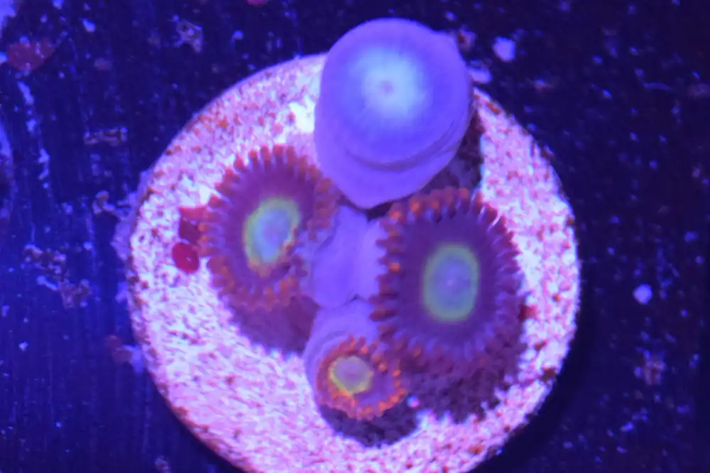 E3 6/3 Circus Zoas - Coral's Coral Live