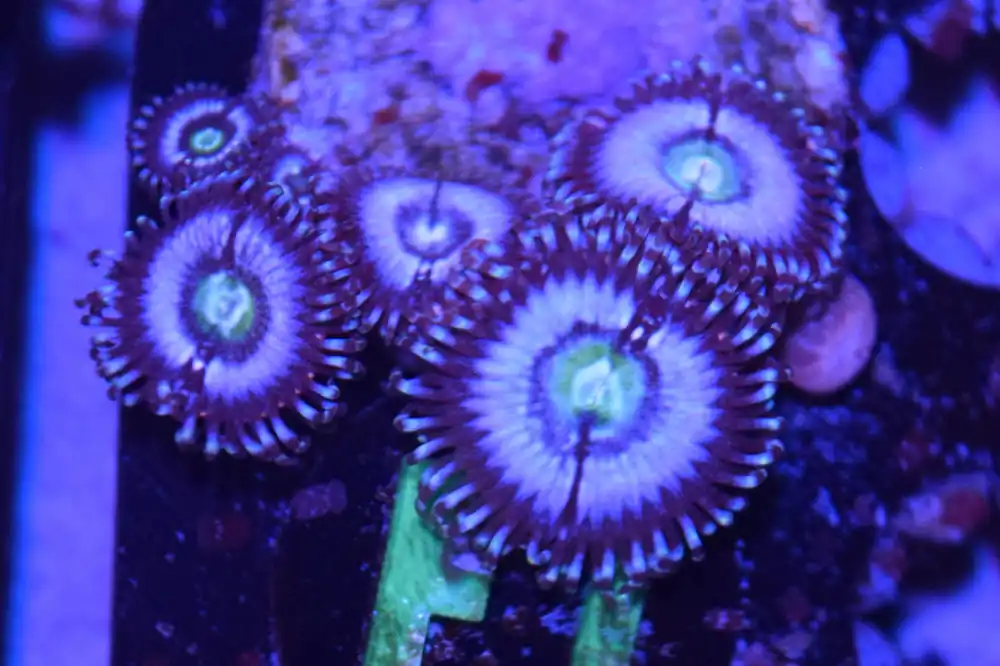 F1 6/3 Super Duper Awesome Zoas - Coral's Coral Live
