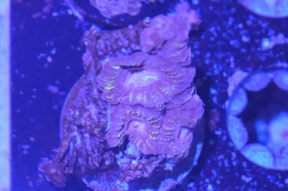 F2 6/3 Fairgrounds Favia - Coral's Coral Live