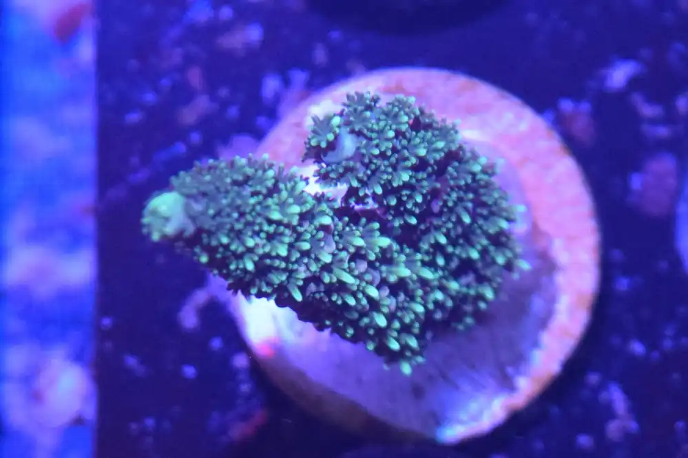 F3 6/3 Rainbow milli - Coral's Coral Live