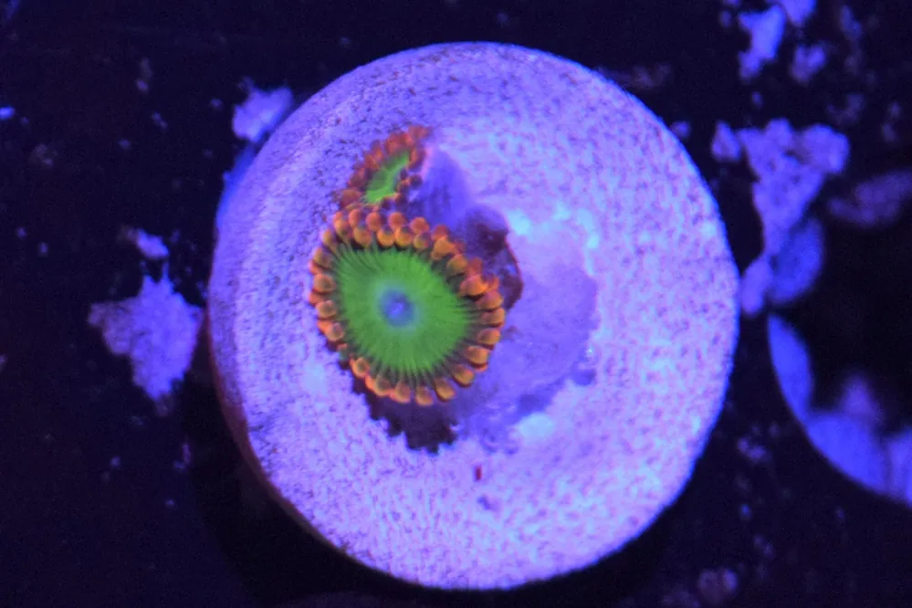 F4 6/3 Electric Oompa Loompa - Coral's Coral Live