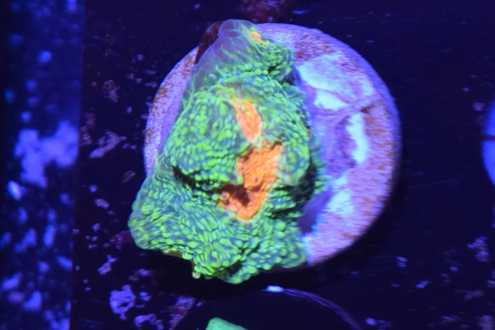 F5 6/3 Bubblegum Monster Chalice - Coral's Coral Live
