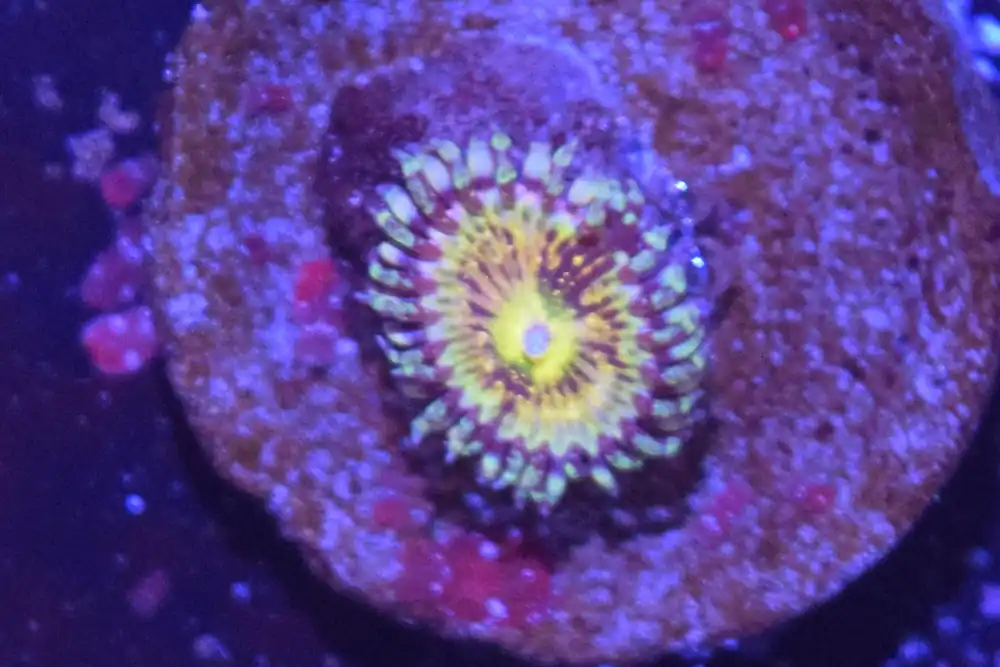 F6 6/3 Grim Reaper Zoa - Coral's Coral Live