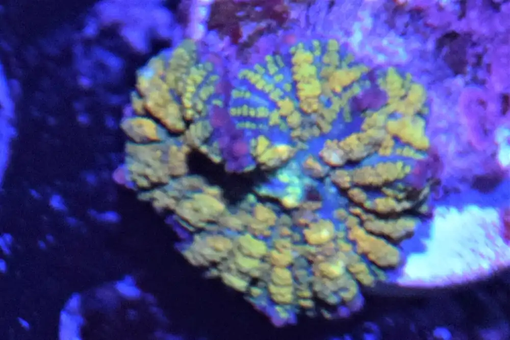G1 6/3 Gonzos Golden Dragon Mushroom - Coral's Coral Live