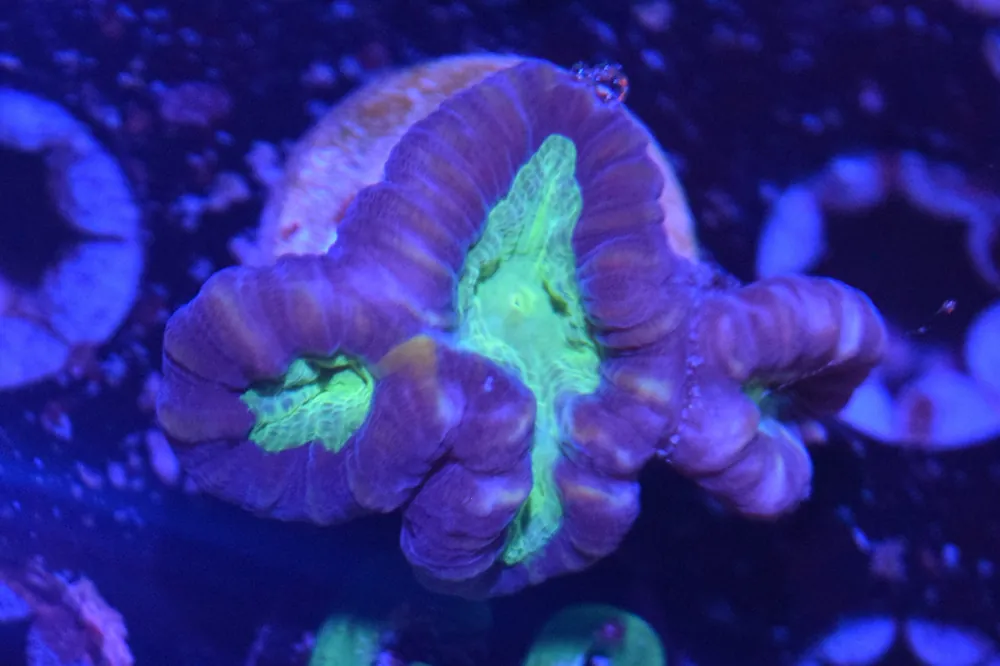 G2 6/3 Alien Eye Candycane - Coral's Coral Live
