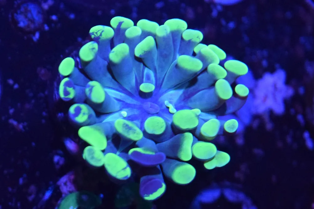 G3 6/3 Splatter Hammer - Coral's Coral Live