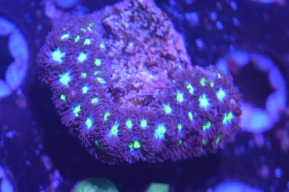 G4 6/3 Witches Brew Leptastrea - Coral's Coral Live