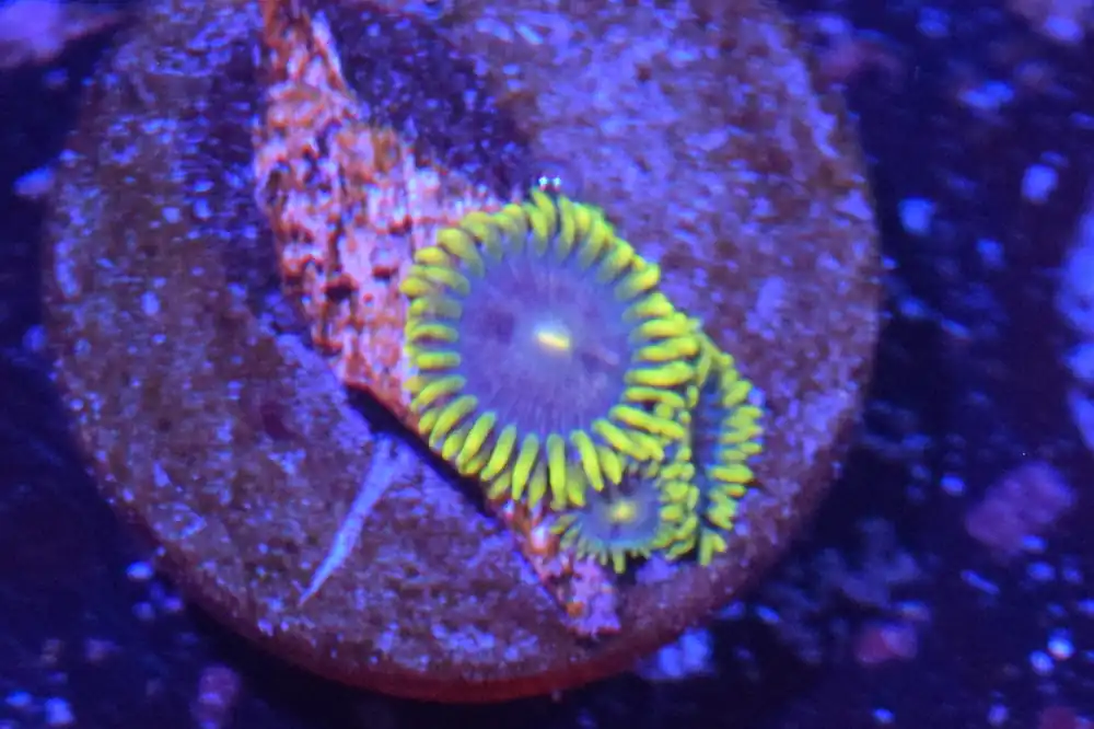 H1 6/3 Umbreon Zoa - Coral's Coral Live