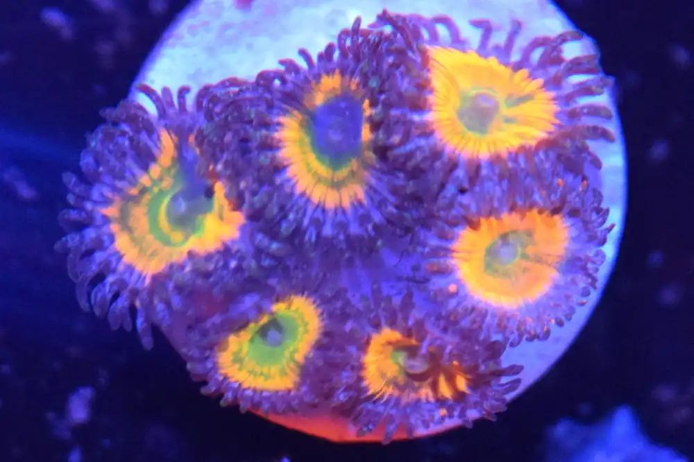 H2 6/3 Sunny D Zoas - Coral's Coral Live