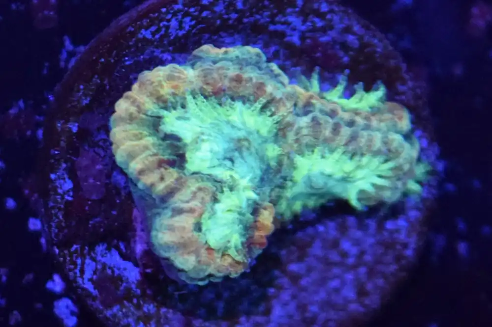H3 6/3 Neon Nunchuck Favia - Coral's Coral Live