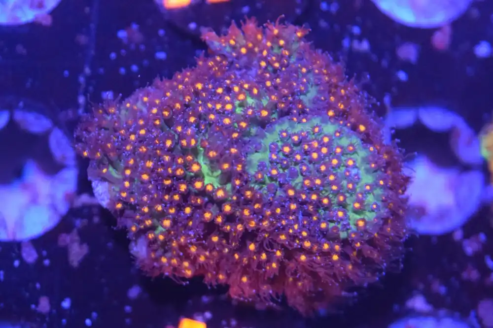 H4 6/3 Sunset Stylo - Coral's Coral Live