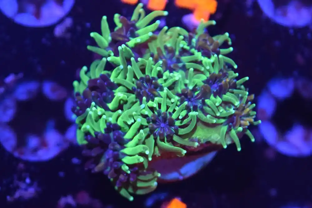 H5 6/3 Sonic The Hedgehog Galaxia - Coral's Coral Live