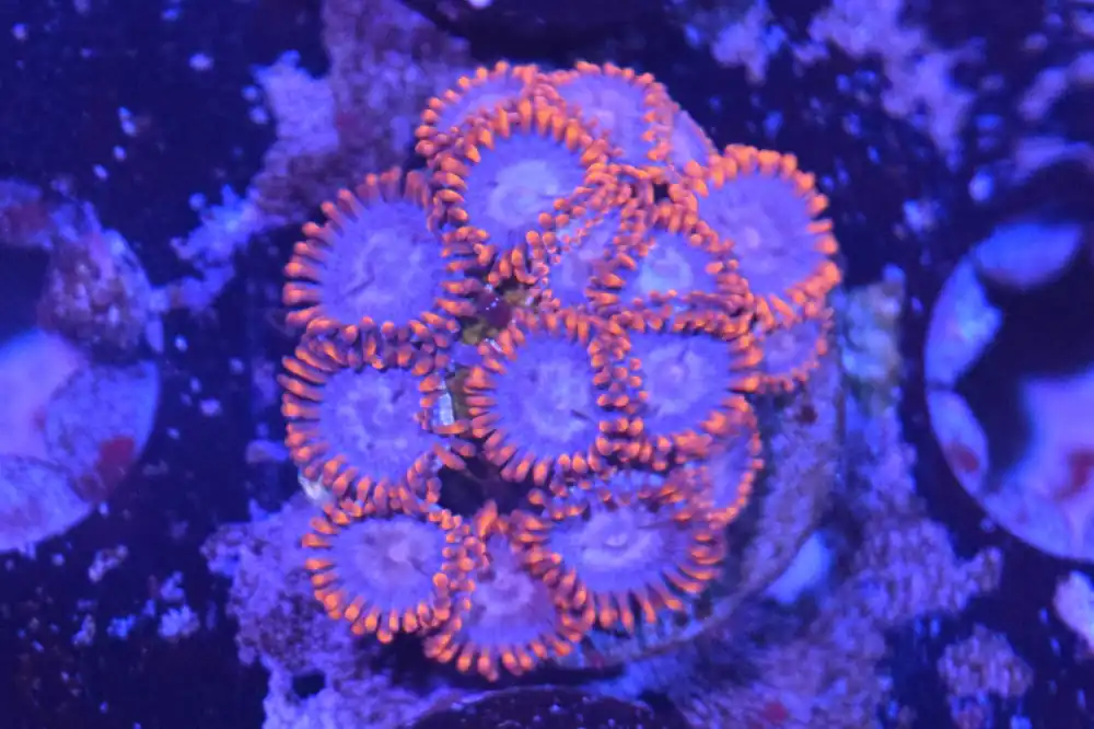 I2 6/3 Lilo And Stitch Zoas - Coral's Coral Live