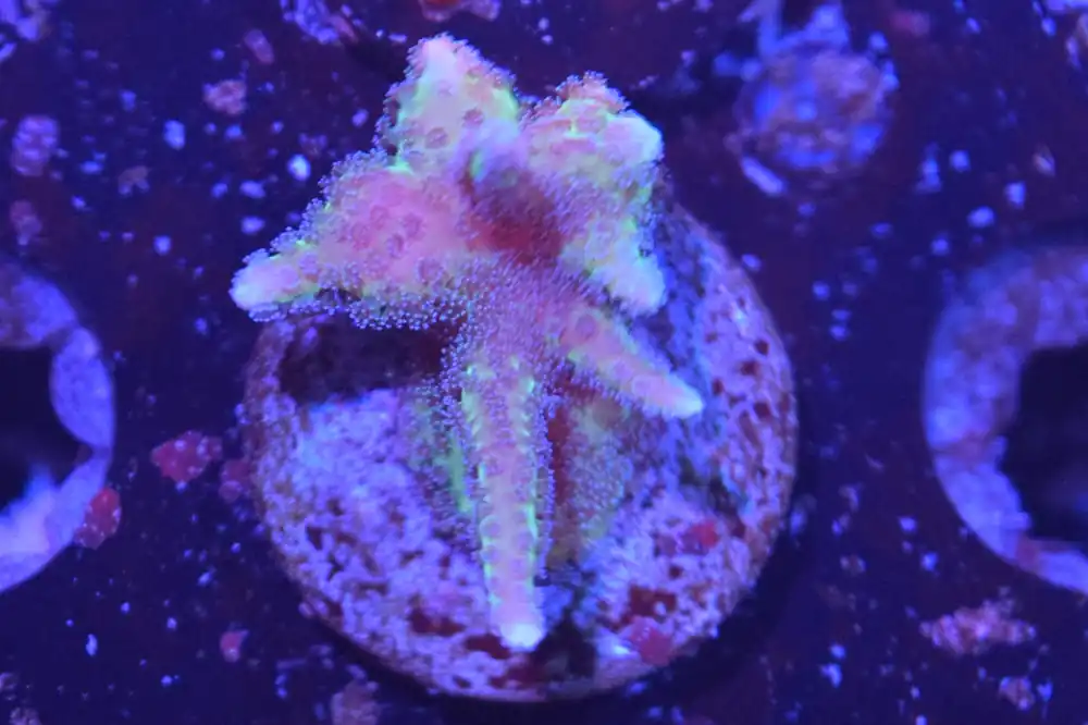 I5 6/3 Birds Of Paradise Birdsnest - Coral's Coral Live