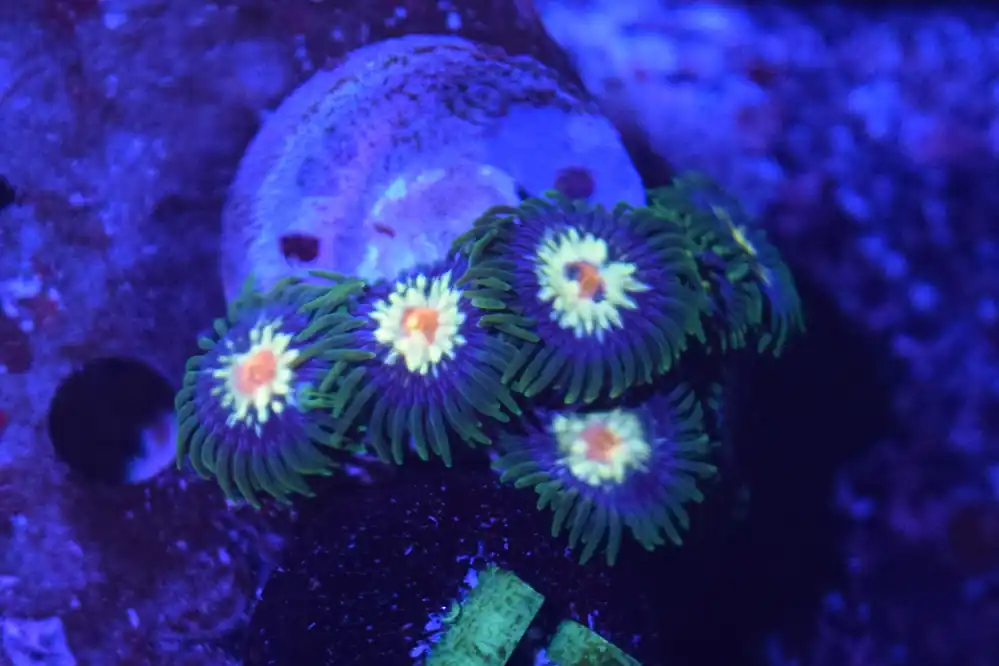 J1 6/3 Daisy Cutter Zoas - Coral's Coral Live
