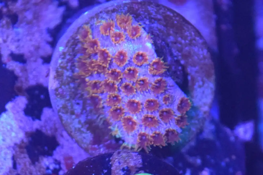 J2 6/3 Skittles Bomb Cyphastrea - Coral's Coral Live