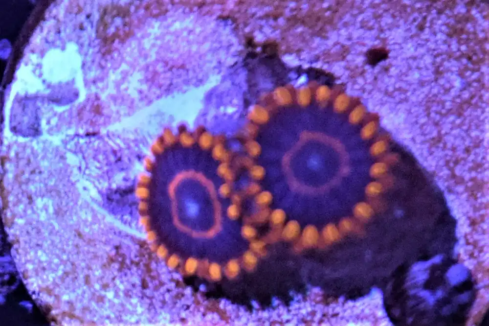 J3 6/3 Red Hornet Zoas - Coral's Coral Live