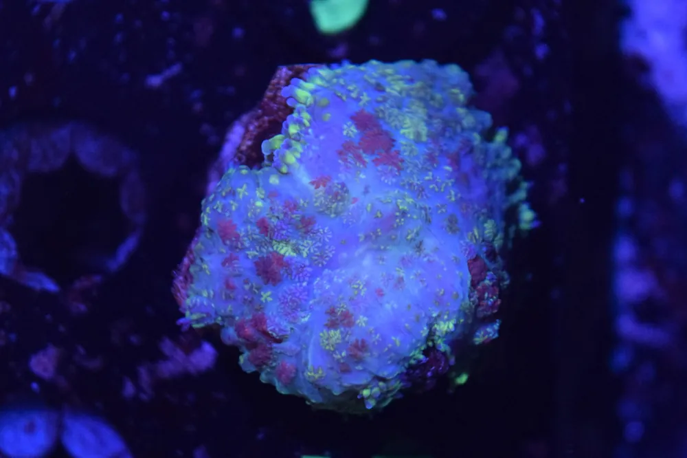 J5 6/3 Speckled Rhodactis - Coral's Coral Live