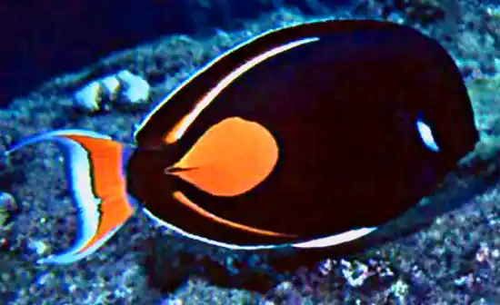 Adult Achilles Tang - qm