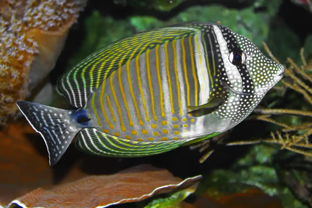 Desjardinii Sailfin Tang :: Eastern Asia - qm