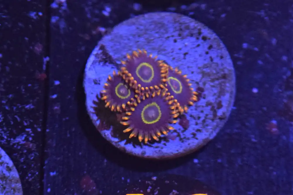 A3 6/17 Rainbow Hornet Zoas - Coral's Coral Live