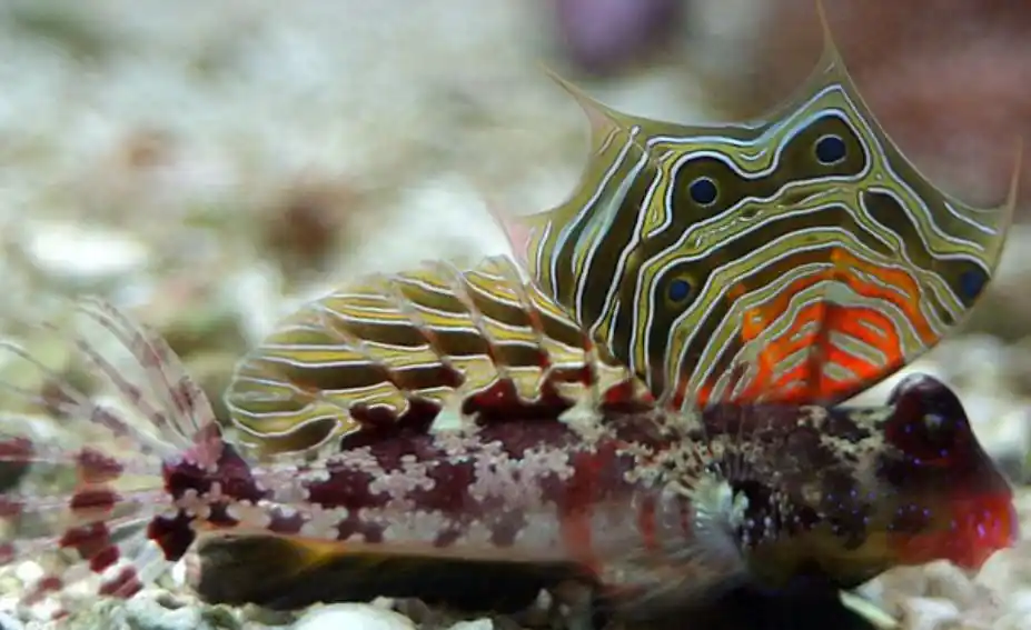 Live 6/18/26 Ocellated Scooter Dragonet - Coral's Coral