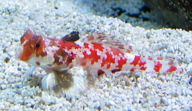 Starry Red Scooter Dragonet - Coral's Coral