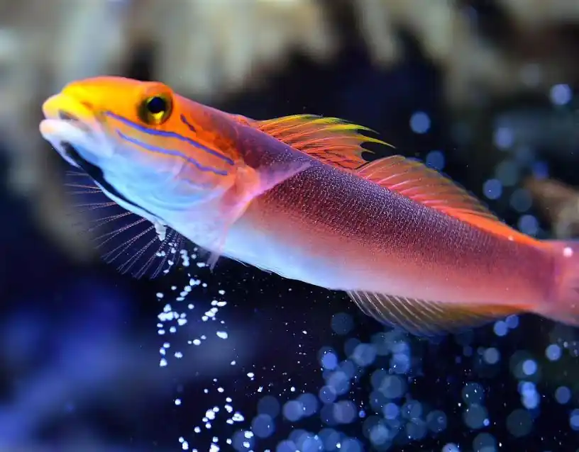 Sleeper Bella Goby - Coral's Coral