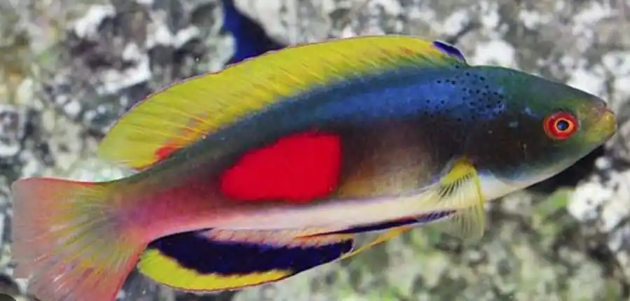 Scott's Greenback Fairy Wrasse - Coral's Coral